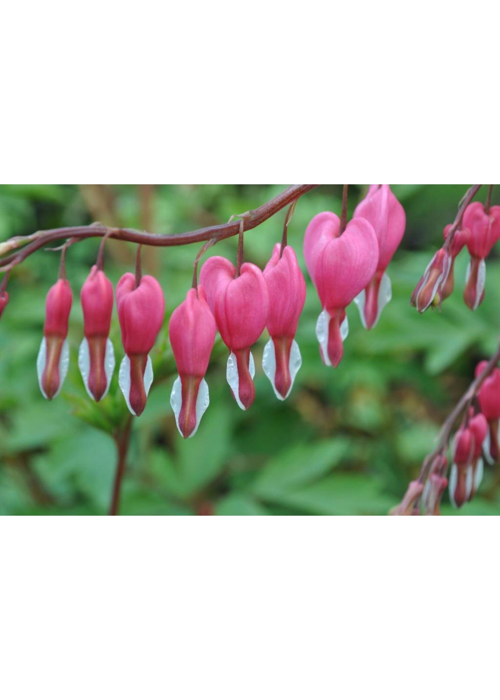 Dicentra spectabilis Bleeding Heart, Common, #1