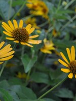 Heliopsis helianthoides False Sunflower, #1