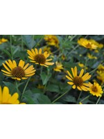 Heliopsis helianthoides, False Sunflower #1 container