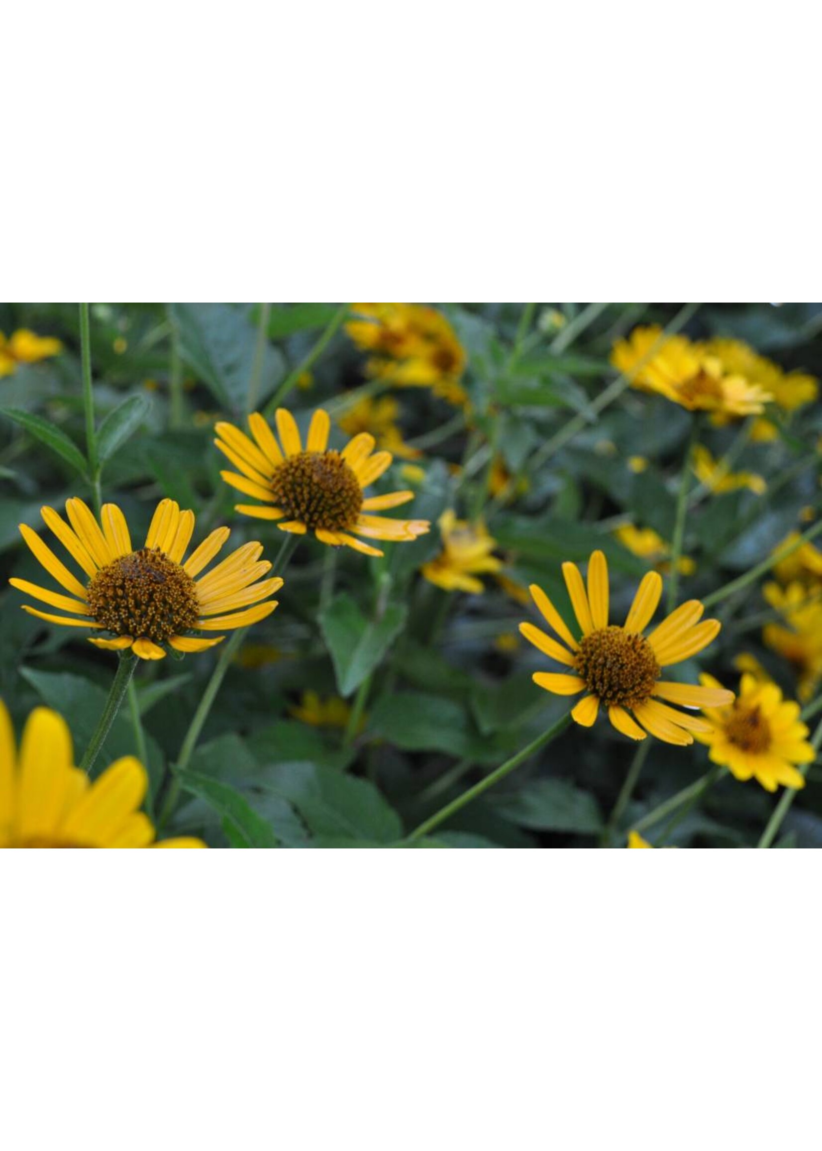 Heliopsis helianthoides False Sunflower, #1