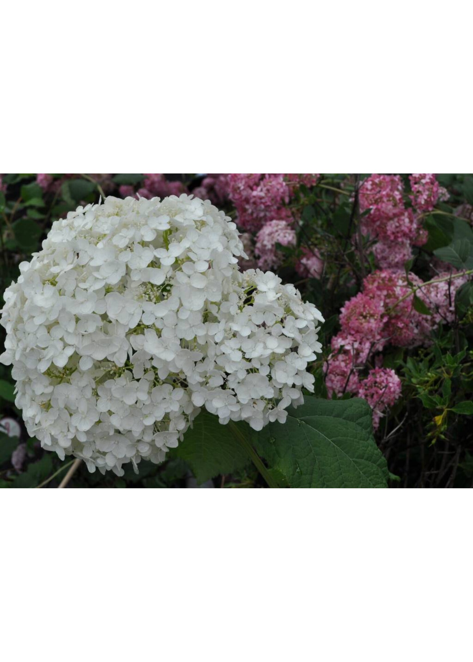 Hydrangea arbor. Annabelle Hydrangea - Smooth, Annabelle, #3