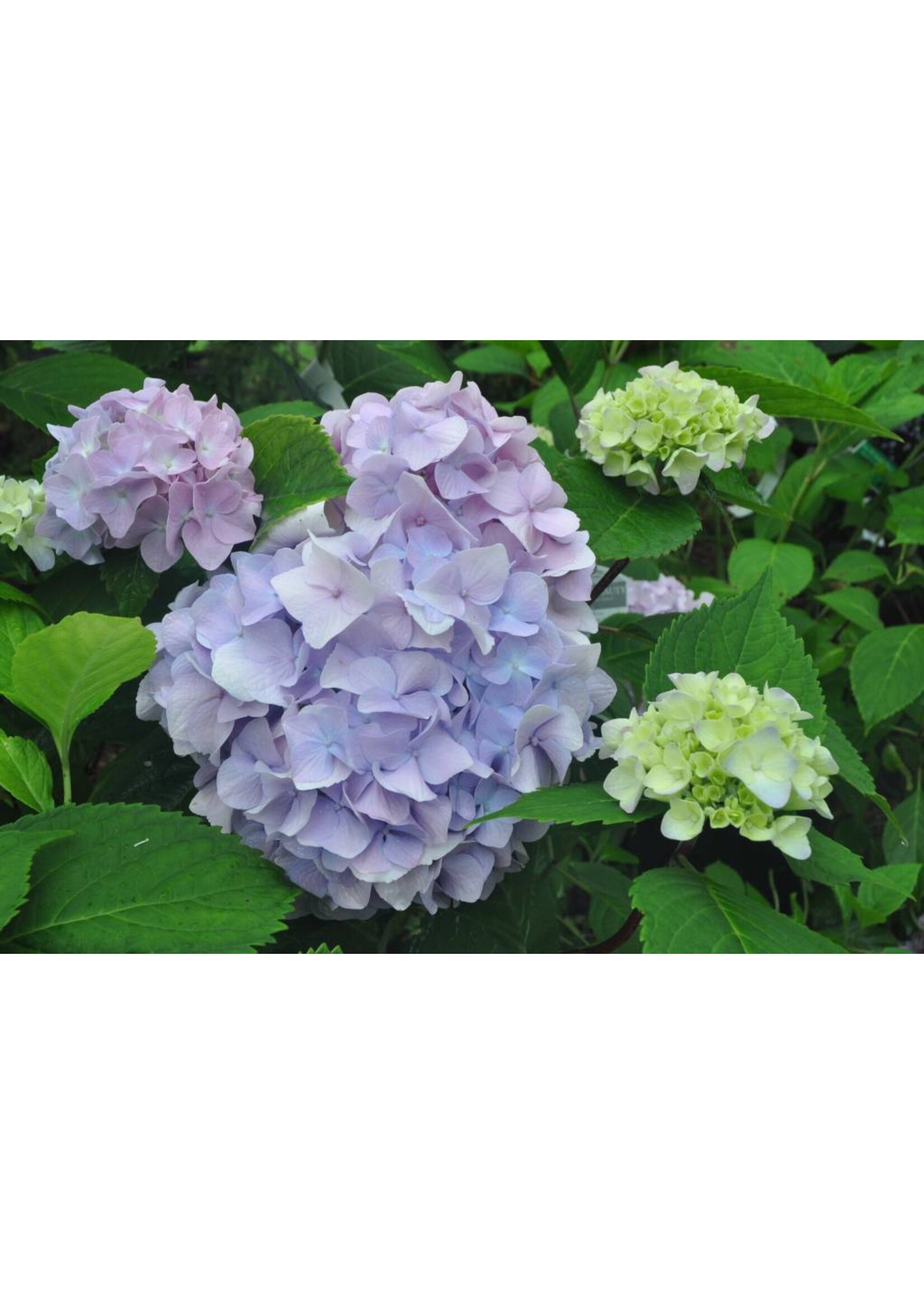 Hydrangea mac. All SummerBeauty Hydrangea - Mophead, All Summer Beauty, #3