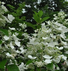 The Practical Plant Geek