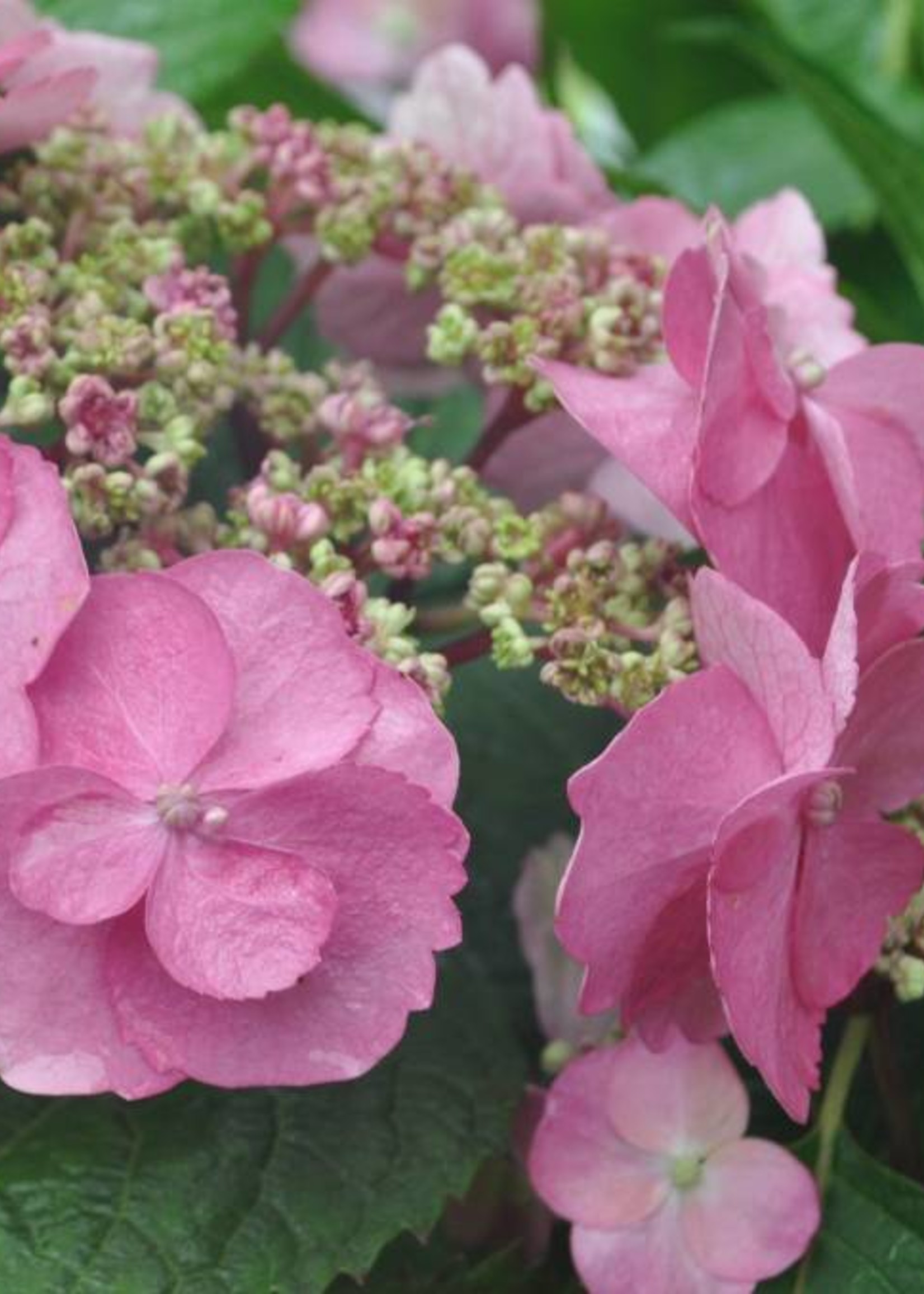 Hydrangea serrata MAK20 Hydrangea - Tuff Stuff, #3