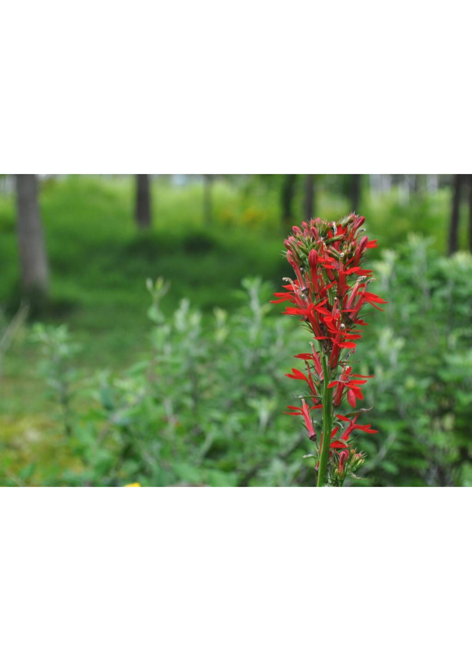 Lobelia cardinalis Cardinal Flower #1