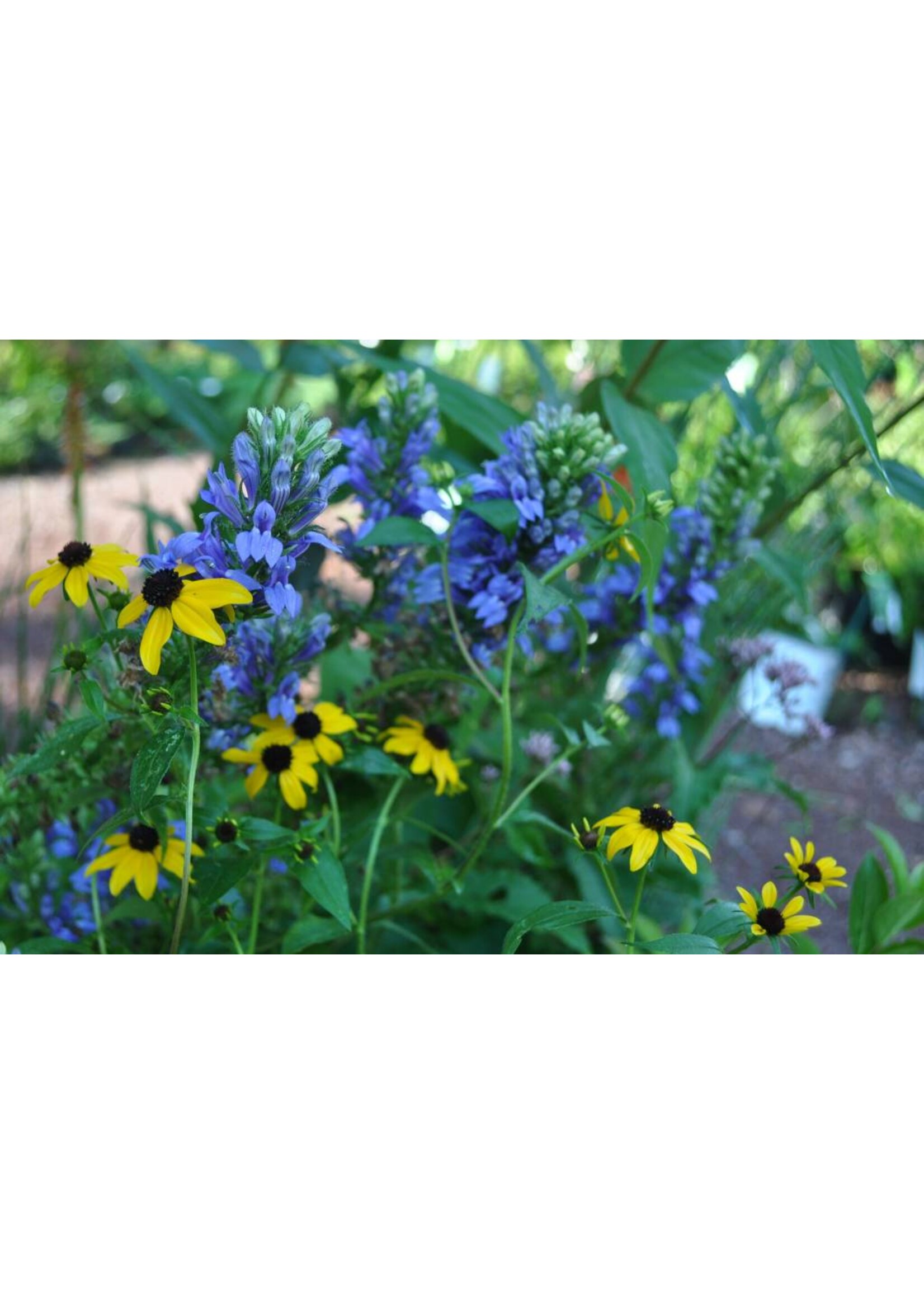 2024 Plant Olympics! Lobelia siphilitica Cardinal Flower, Great Blue, #1