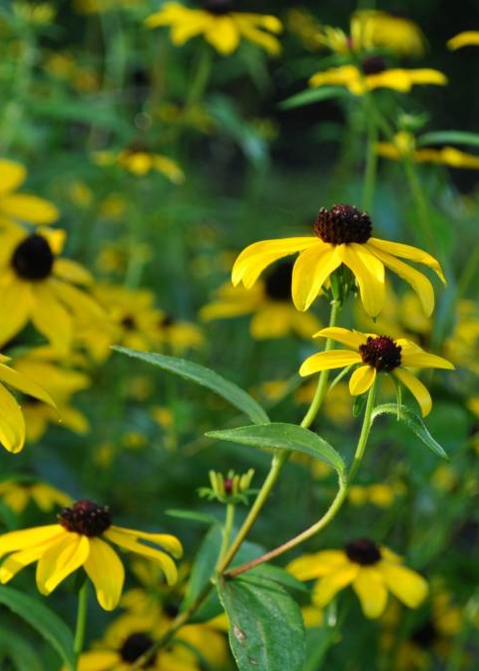 Rudbeckia Triloba Brown Eyed Susan 1 