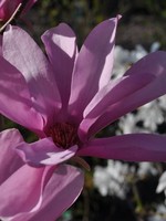 Magnolia kobus Ann Magnolia - Kobus, Ann, #3