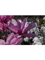 Magnolia  Ann, Magnolia  #3