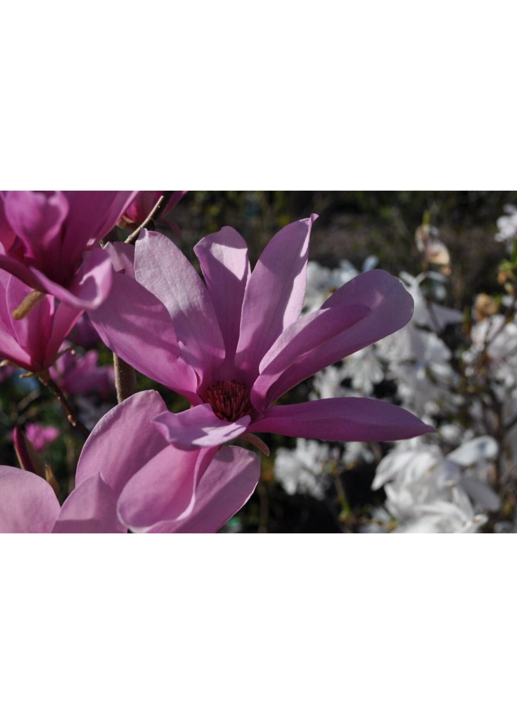 Magnolia  Ann, Magnolia  #3