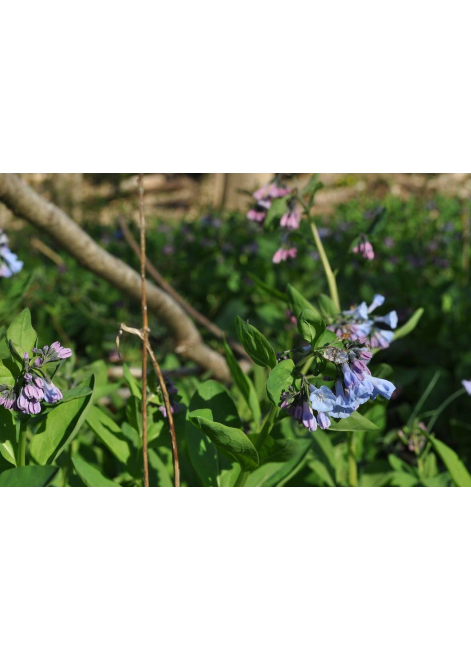 Spring Ephemerals Mertensia virginica Virginia Bluebells, #1