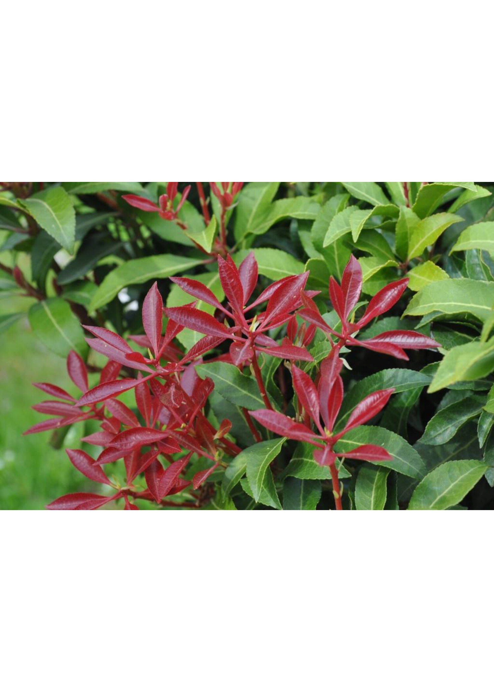 Pieris jap. Mountain Fire Andromeda, Mountain Fire, #3