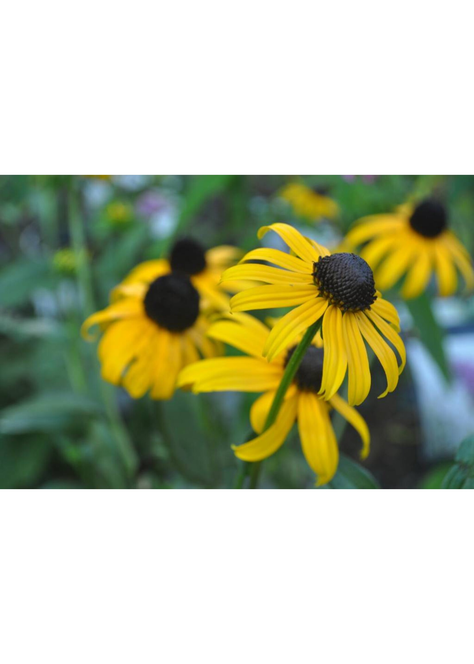Rudbeckia ful. Goldsturm Black-Eyed Susan, Goldsturm, #1