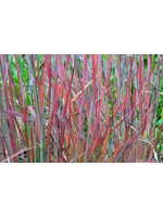 Schizachyrium scoparium Standing Ovation Grass - Ornamental Little Bluestem, Standing Ovation, #1