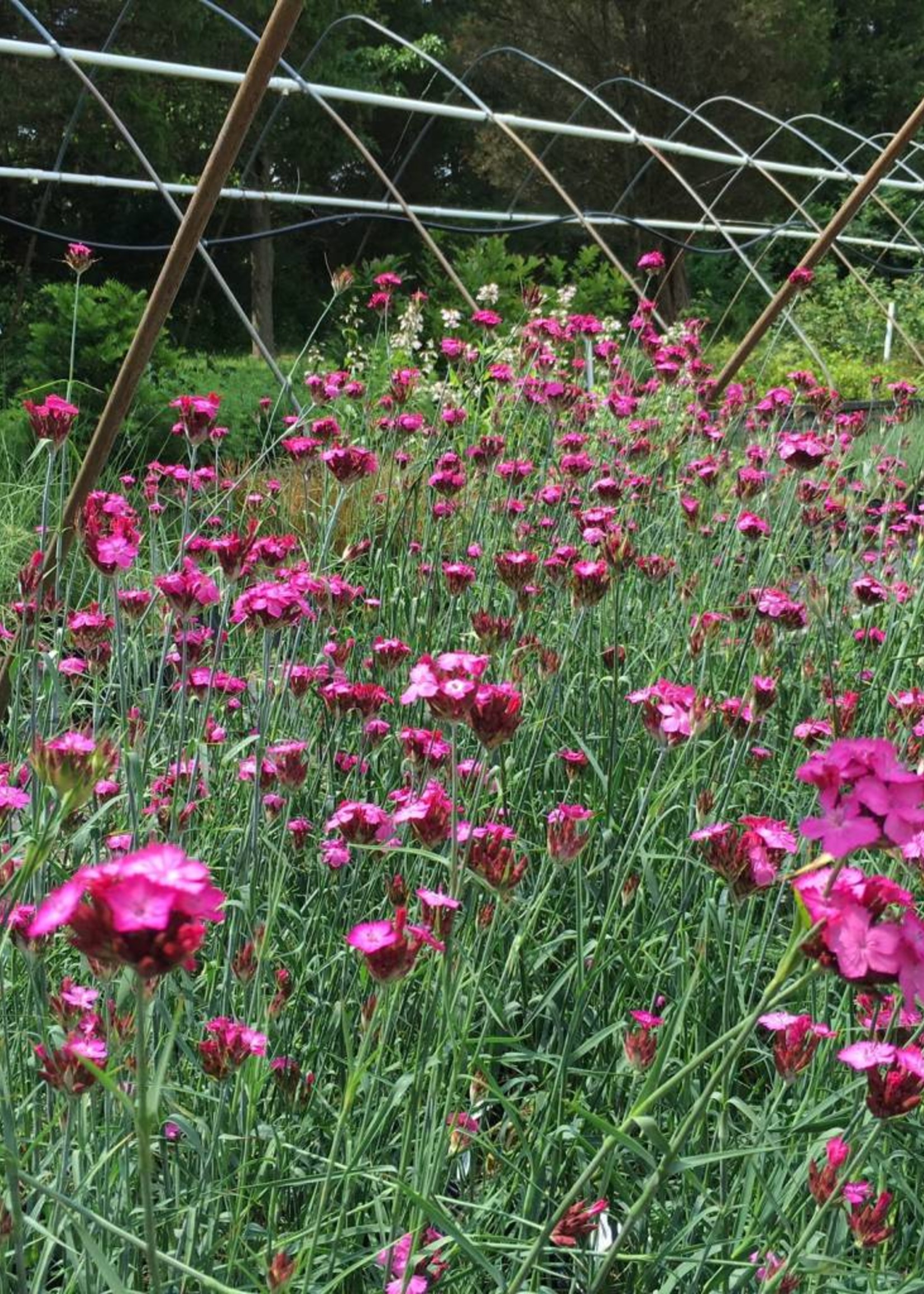 Dianthus carthusianorum Pink, Carthusian, #1