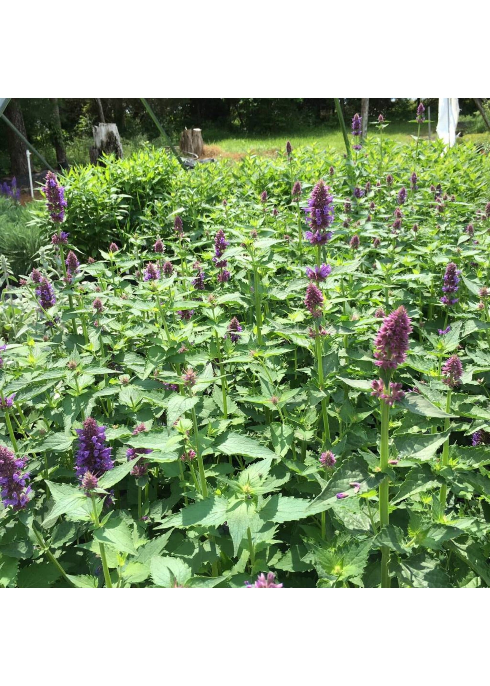 Agastache Blue Boa, Hyssop #1
