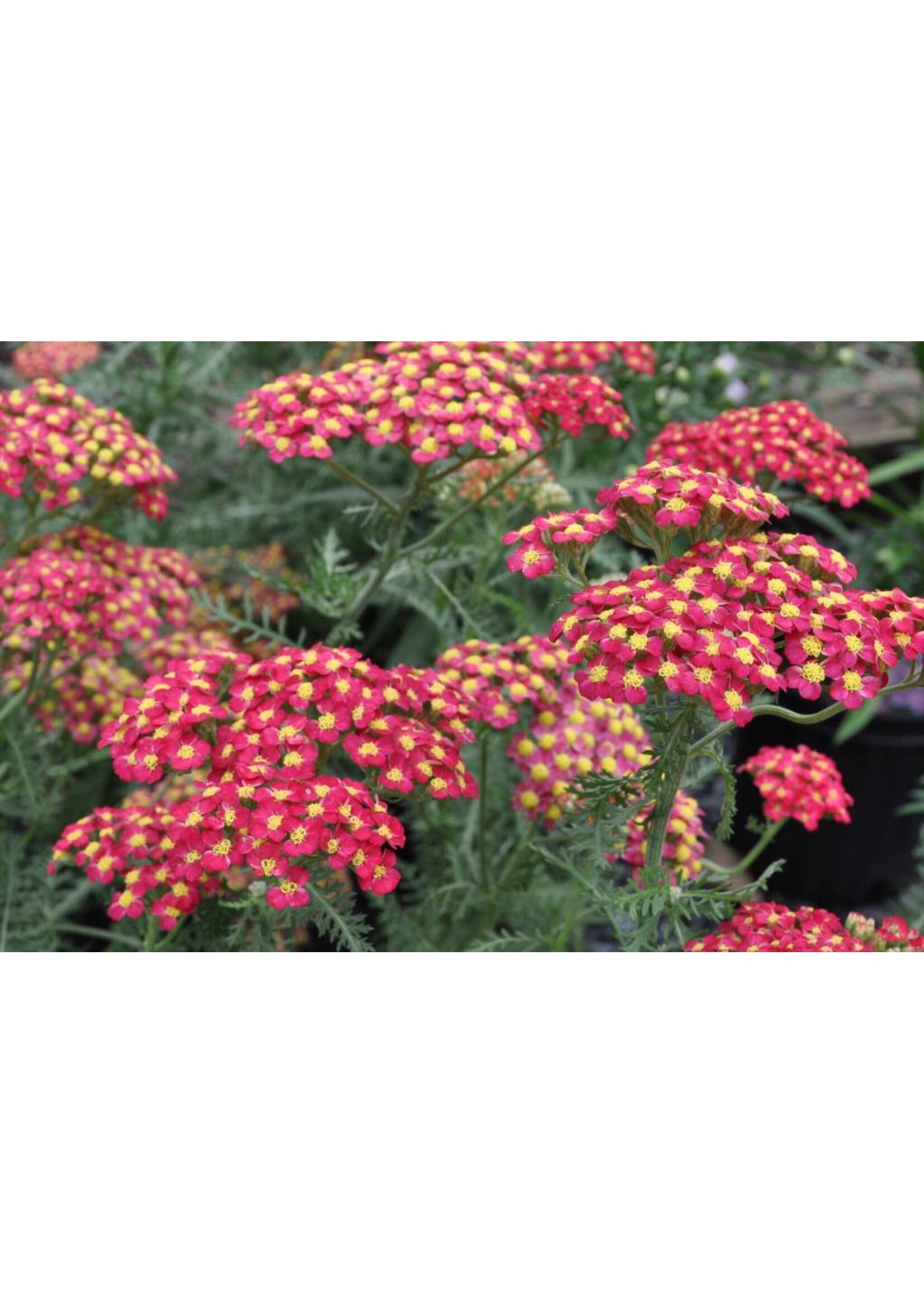 Achillea mille. Paprika, Yarrow #1