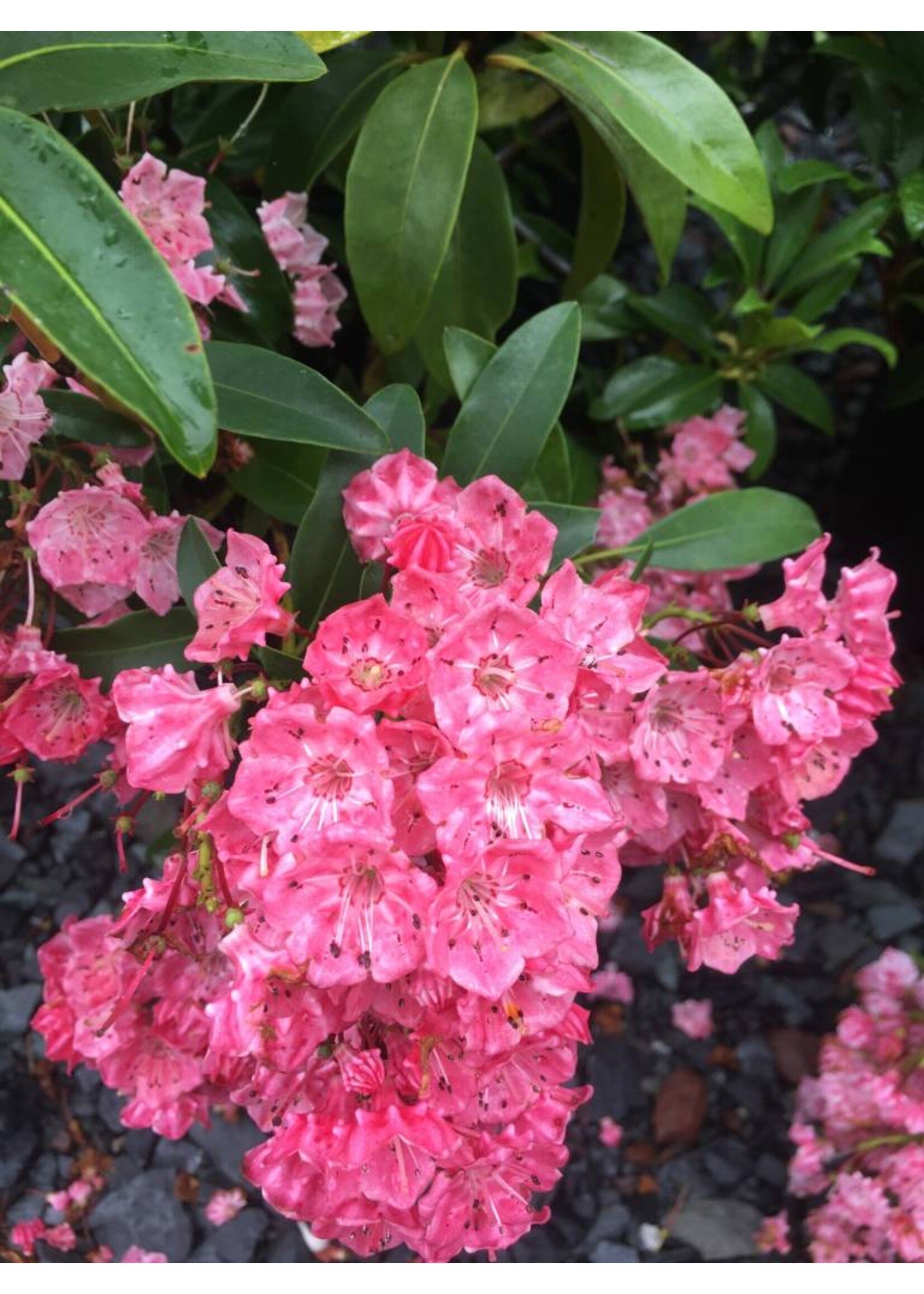 Kalmia latifolia Sarah Mountain Laurel, Sarah, #3