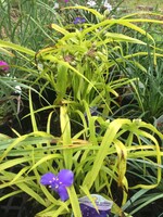 Tradescantia Sweet Kate Spiderwort, Sweet Kate, #2