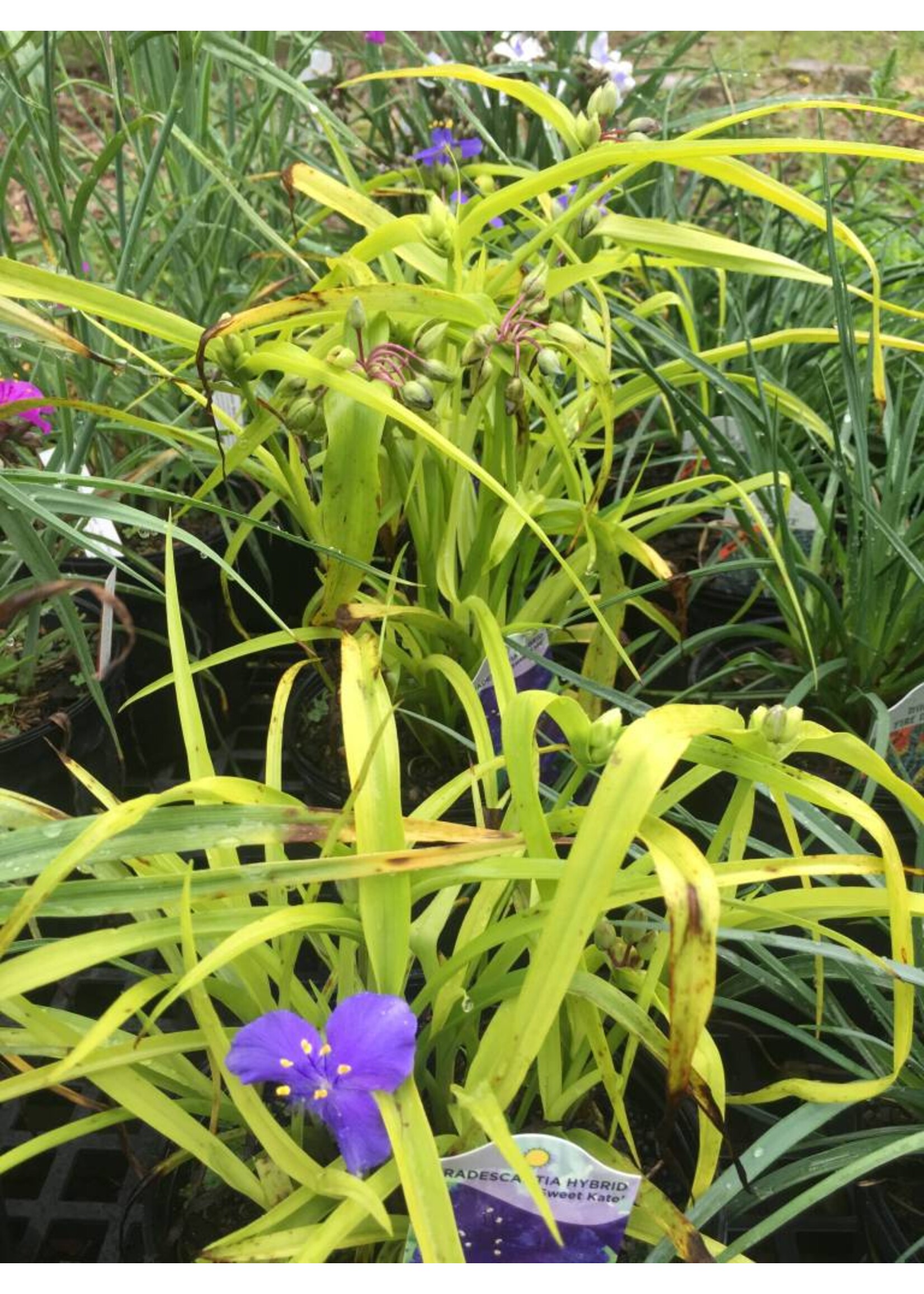 Tradescantia Sweet Kate Spiderwort, Sweet Kate, #2