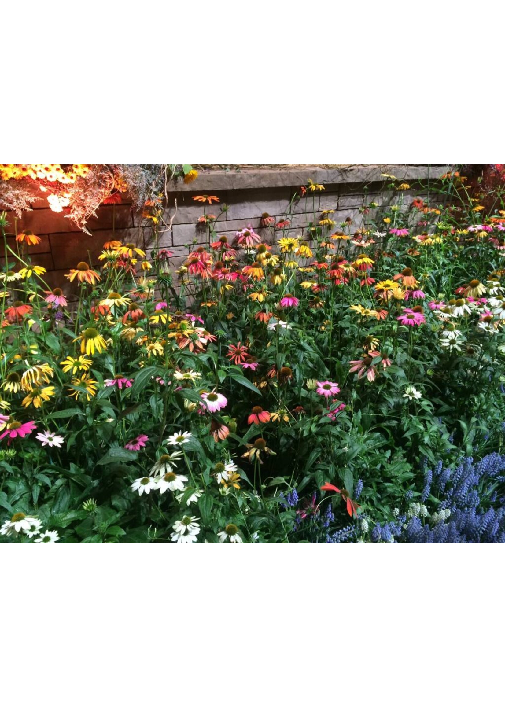 Echinacea pur. Cheyenne Spirit, Coneflower #1