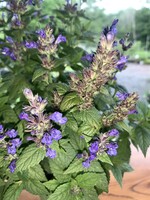 Nepeta kubanica Neptune, Catmint #1