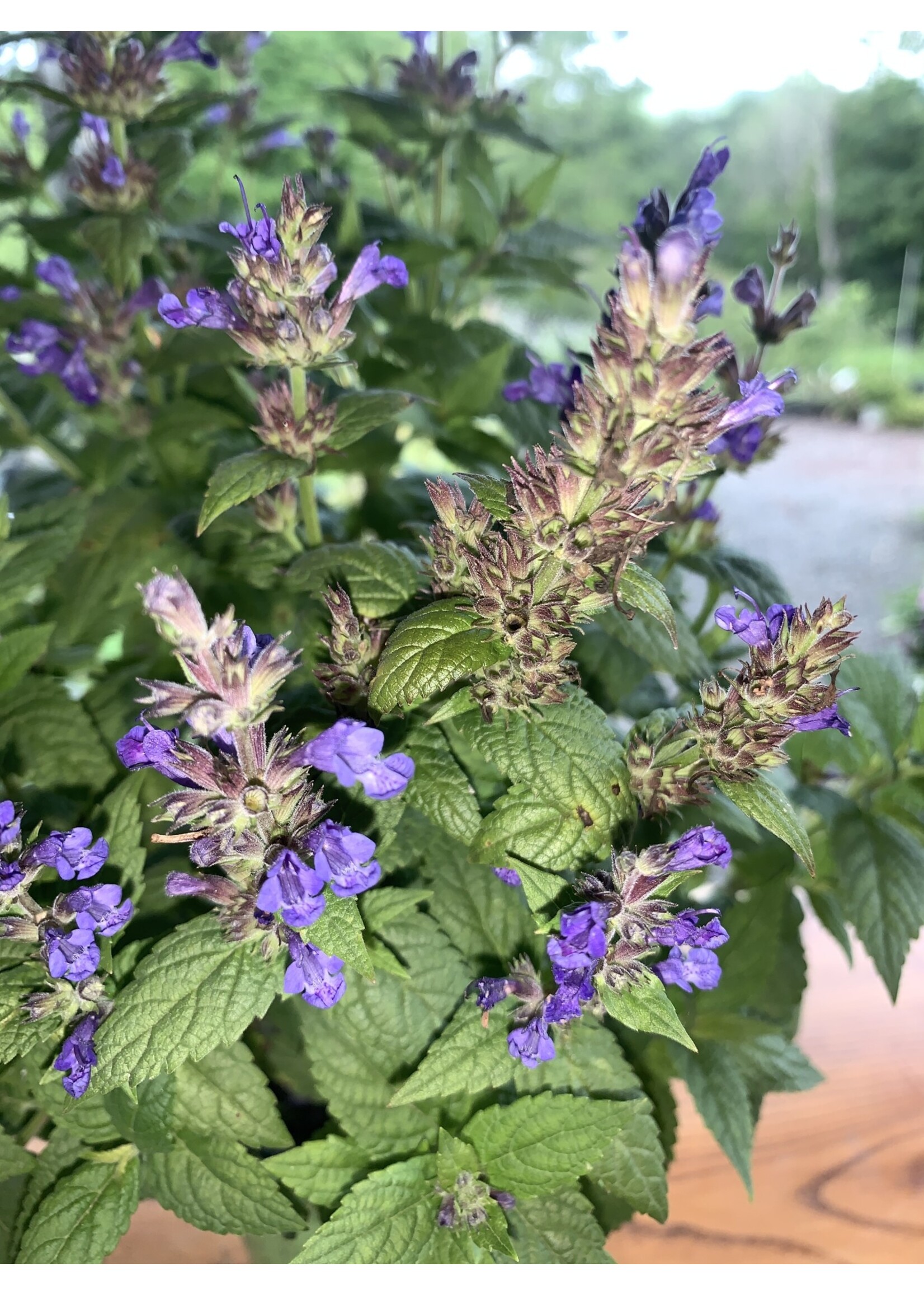Nepeta kubanica Neptune, Catmint #1