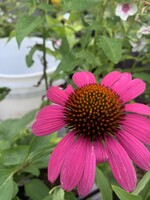 Echinacea pur. Ruby Star, Coneflower #1
