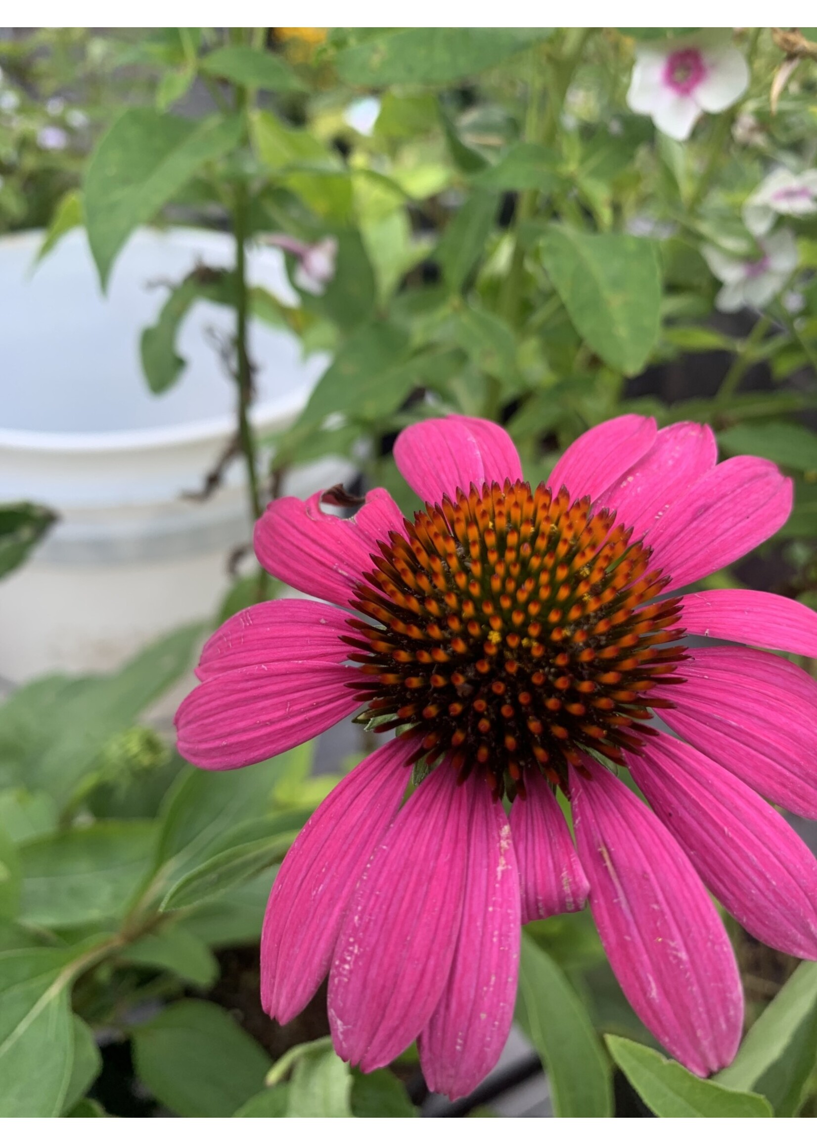 Echinacea pur. Ruby Star, Coneflower #1
