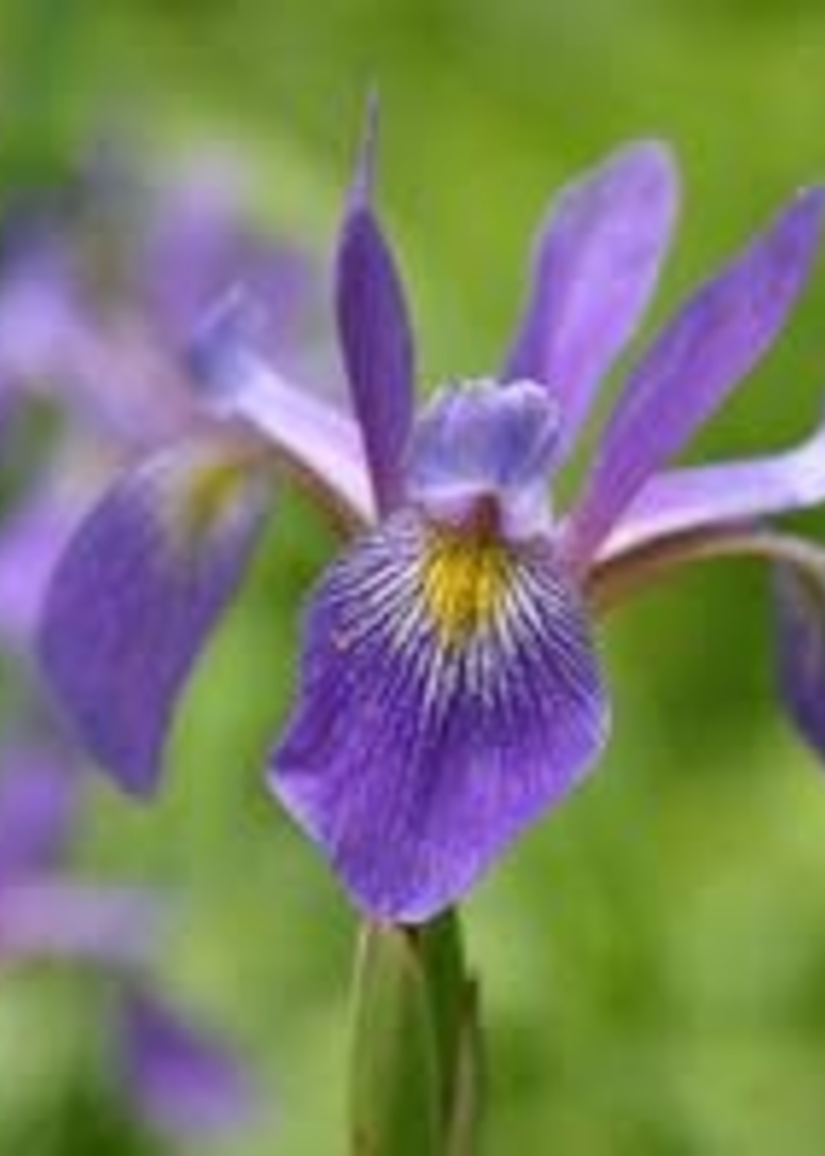 Iris versicolor Purple Flame Iris, Blue Flag, #1
