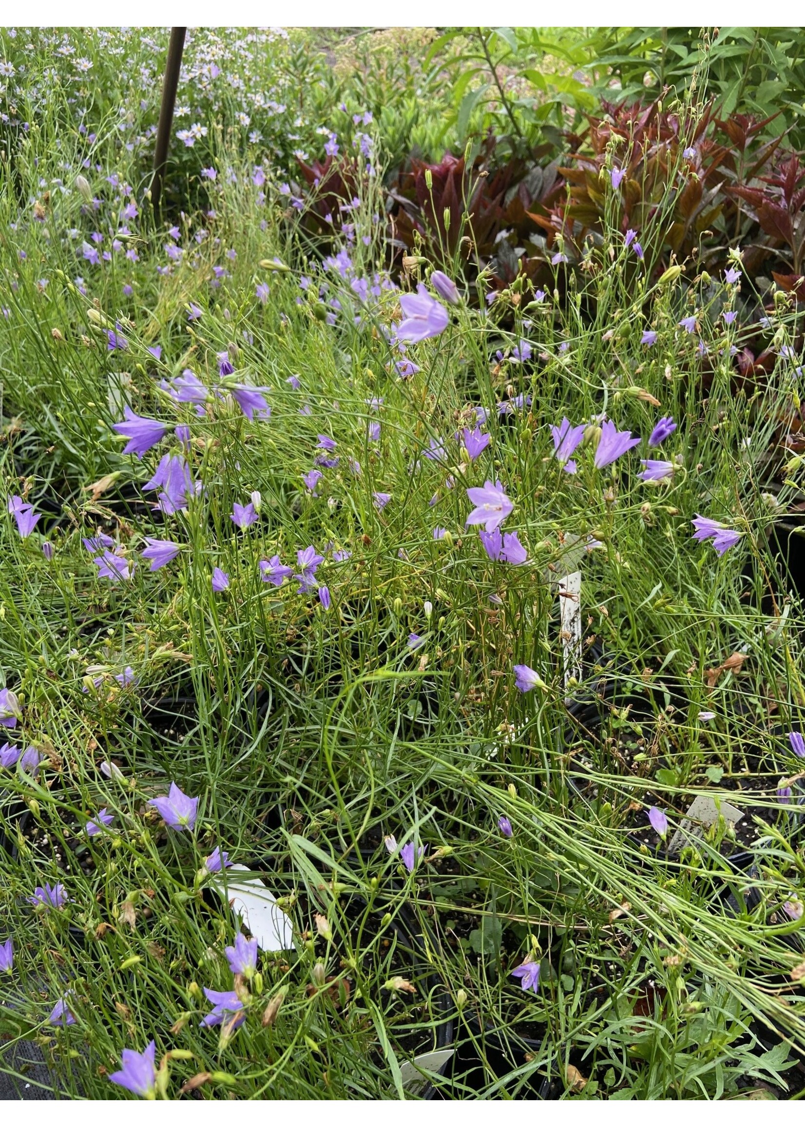 Campanula rotundifolia Harebell, Bluebells of Scotland #1