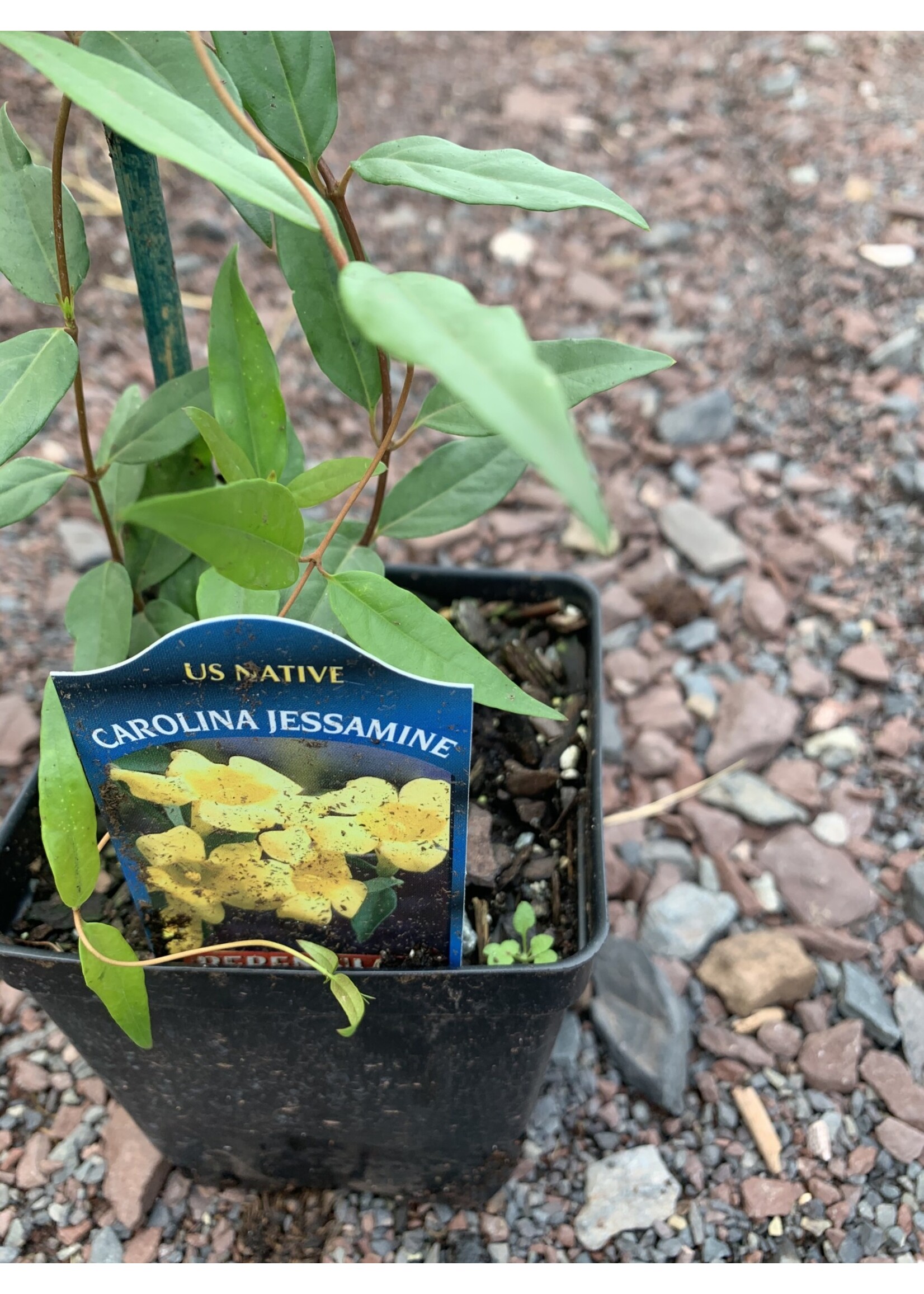 Gelsemium sempervirens 'Margarita', Carolina Jessamine #1