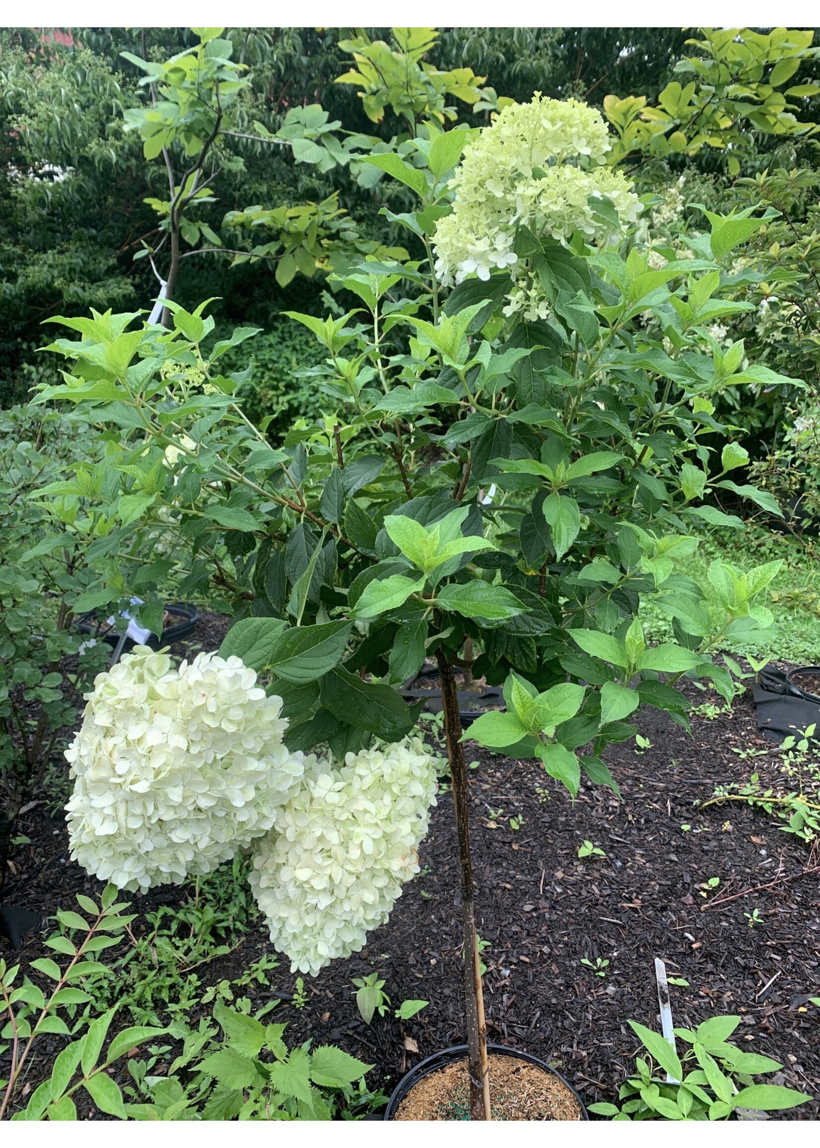 Hydrangea panic. Limelight Hydrangea - Hardy, Limelight, #15 tree Form