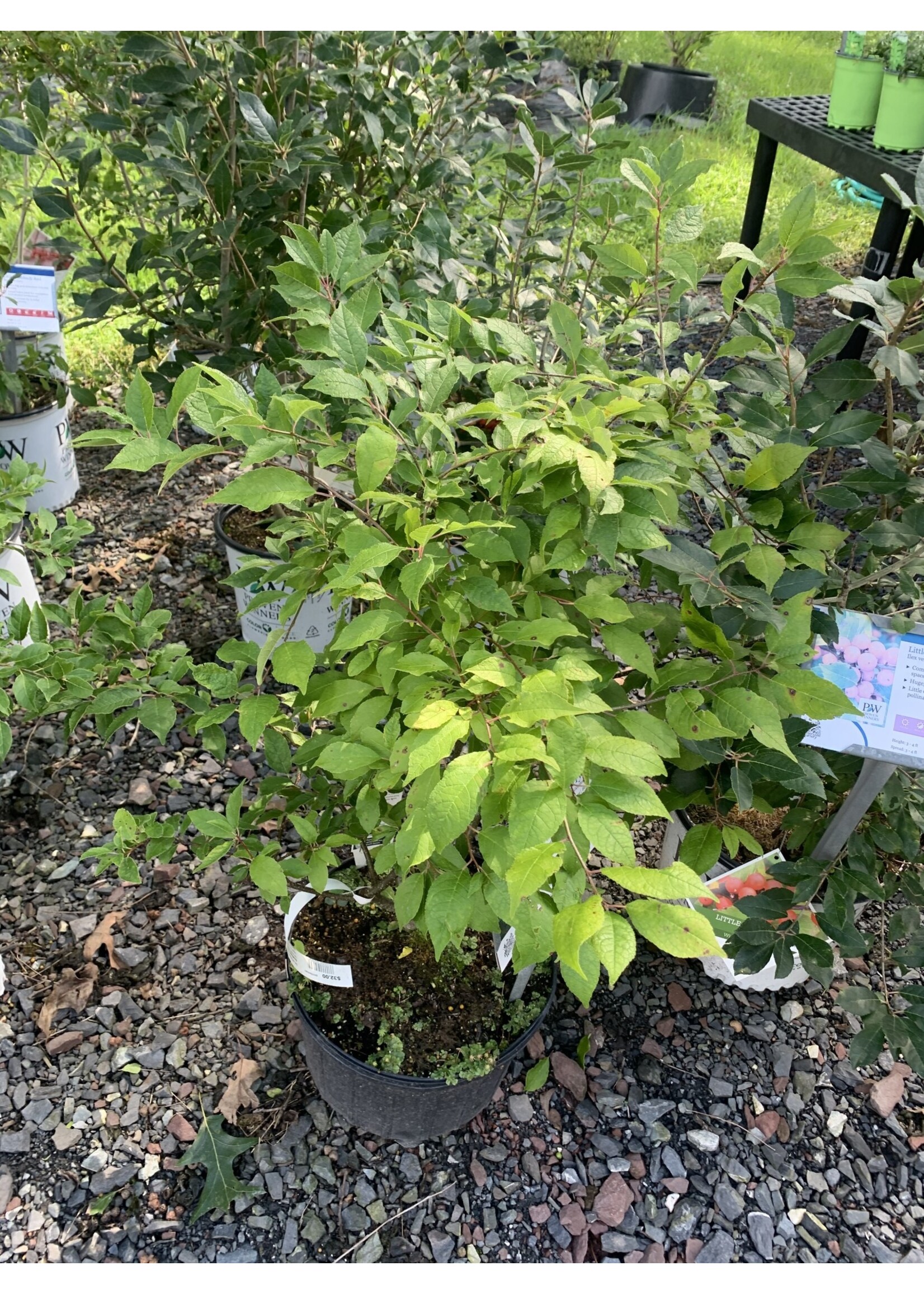 Ilex vert. Southern Gentleman Holly - Winterberry, Southern Gentleman Pollinator, #3