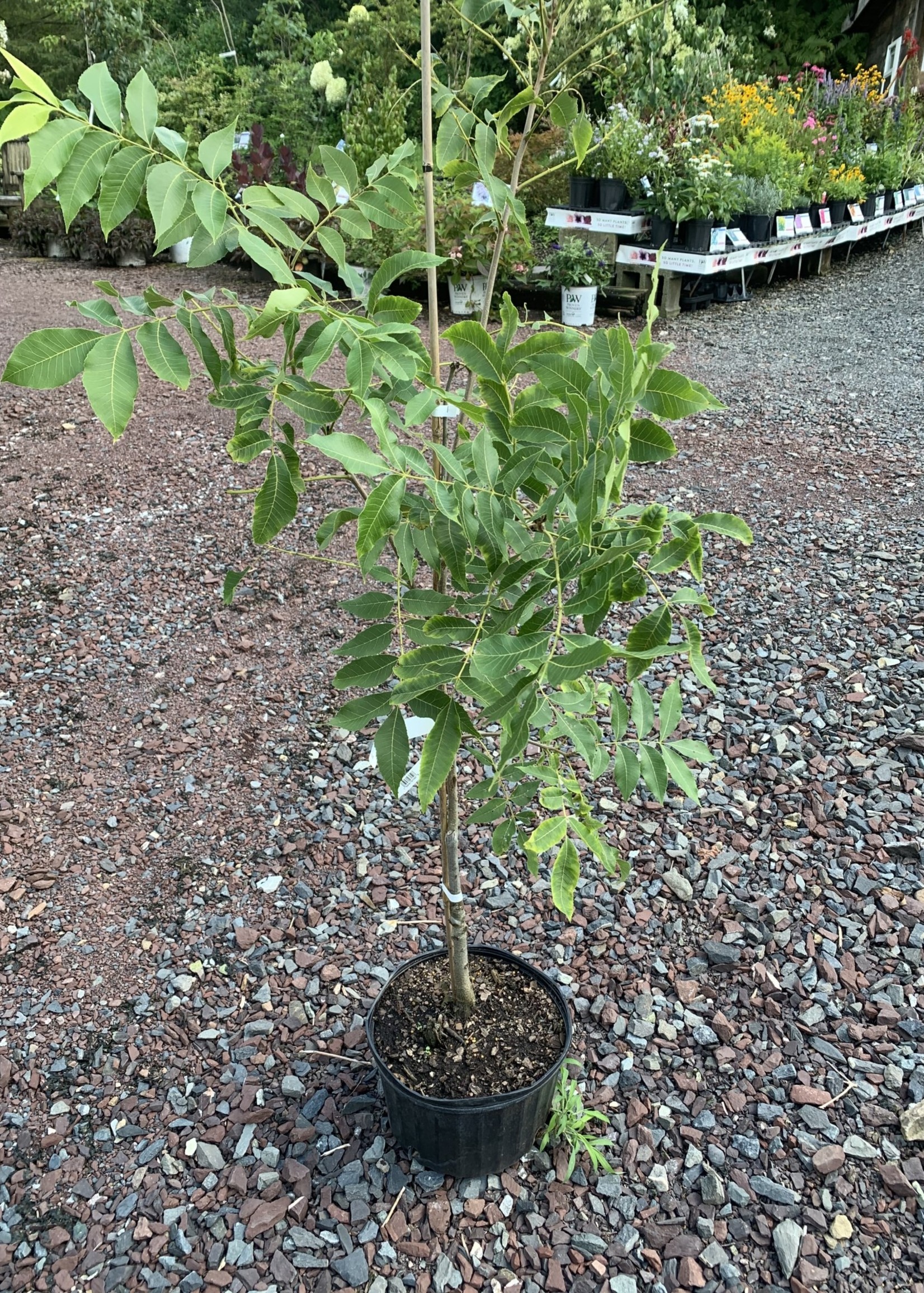 Carya  illinoinensis Cultivars- Pecans Grafted Cultivars