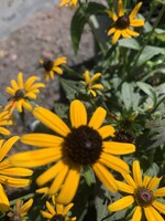 Rudbeckia 'Little Goldstar' Black Eyed Susan, Little Goldstar, #1