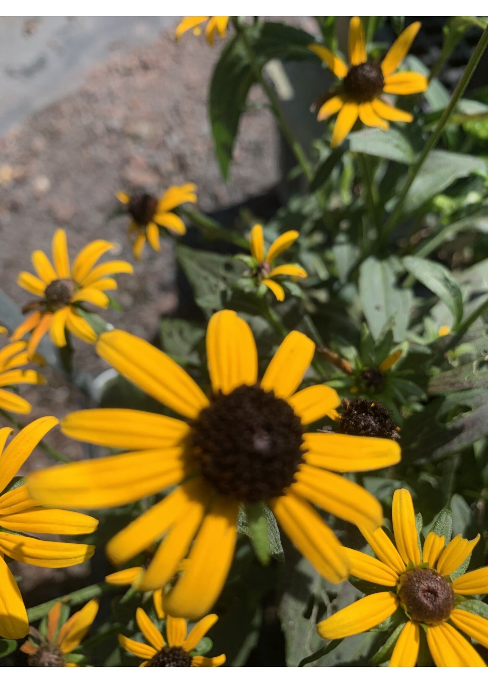 Rudbeckia 'Little Goldstar' Black Eyed Susan, Little Goldstar, #1