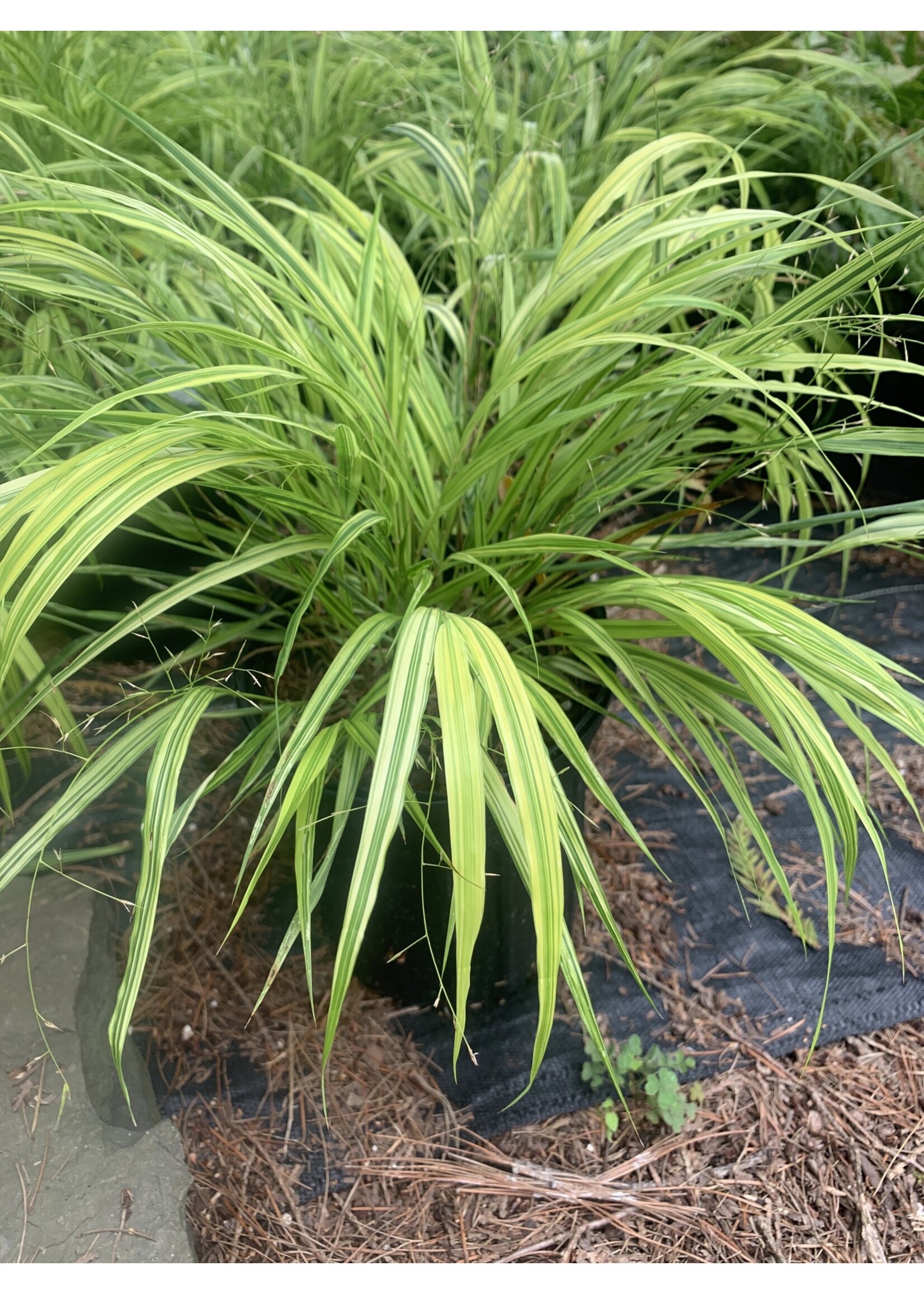 Hakonechloa mac. Aureola Grass- Ornamental Japanese Forest Grass