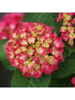 Hydrangea mac. Wee Bit Giddy Hydrangea - Mophead, #3