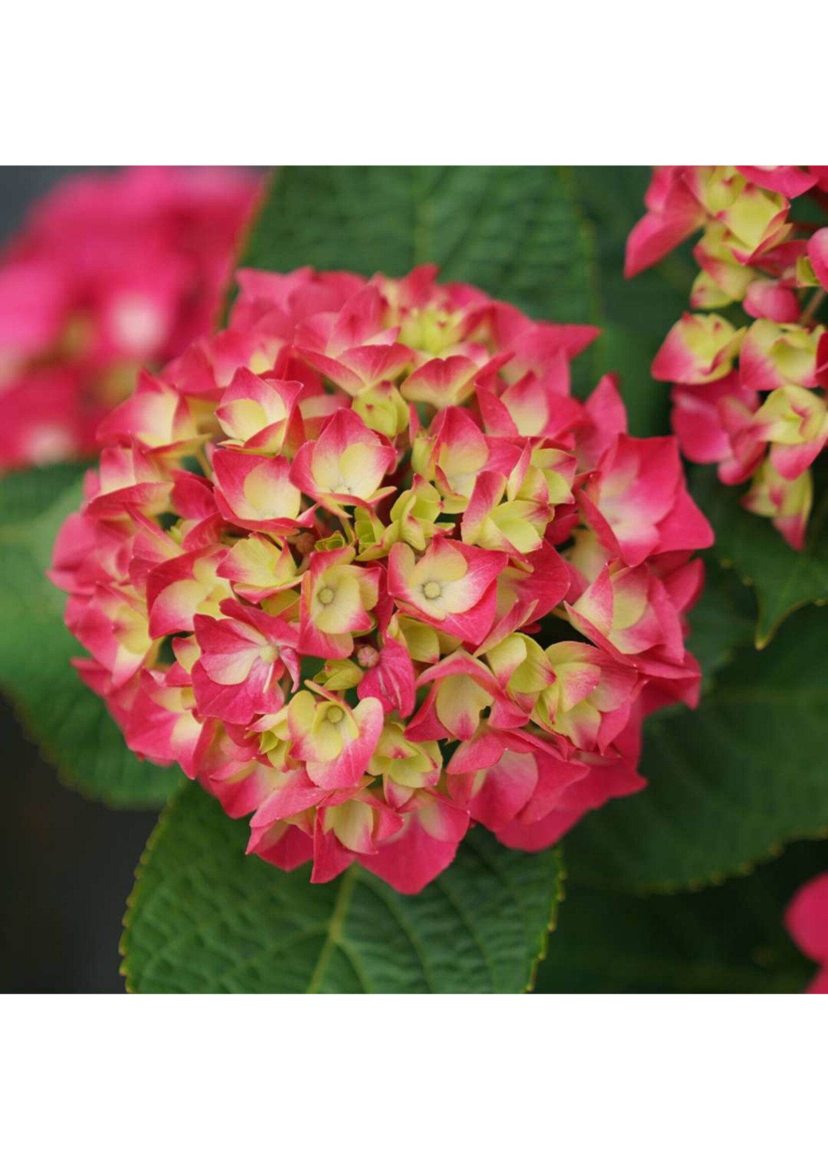 Hydrangea mac. Wee Bit Giddy Hydrangea - Mophead, #3