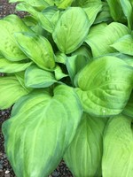 Hosta Guacamole Plantain Lily, Guacamole, #1