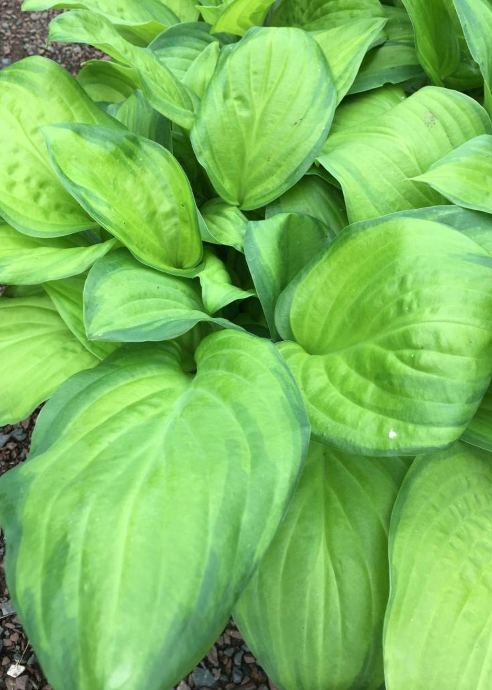 Hosta Guacamole Plantain Lily, Guacamole, 1 Behmerwald Nursery