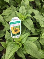 Echinacea x Sombrero Lemon Yellow #1