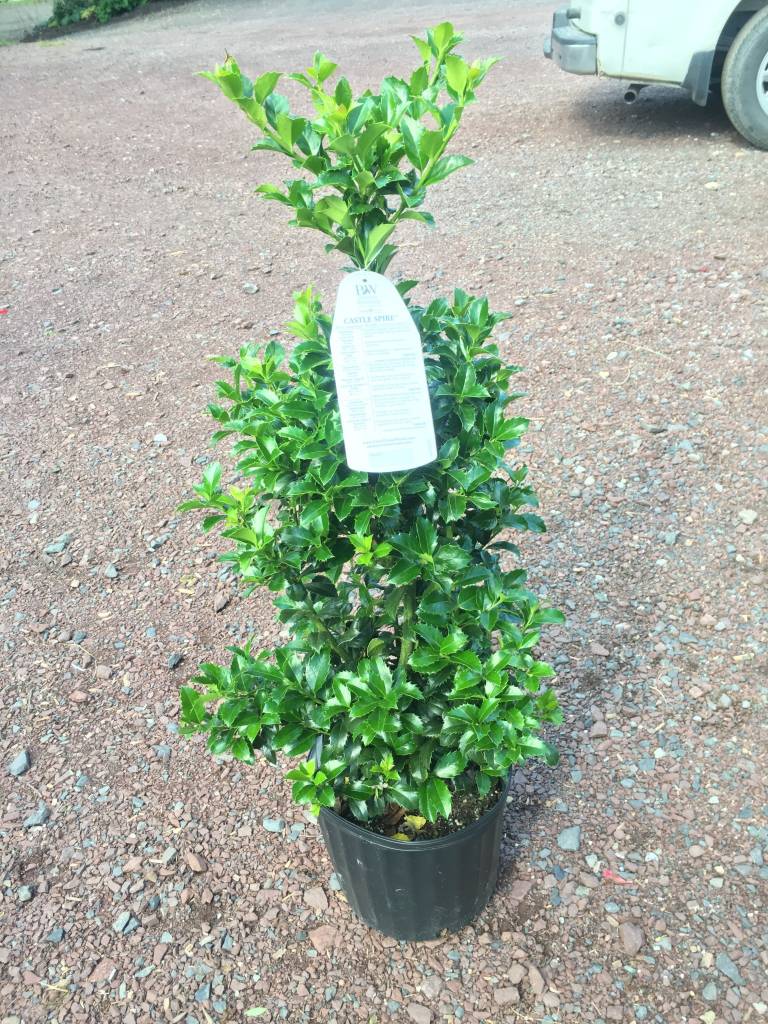holly様B2500セット Ilex x meser. Hachfee Holly | Behmerwald Nursery - Behmerwald Nursery