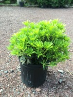 Pieris jap. Cavatine Andromeda, Cavatine, #3