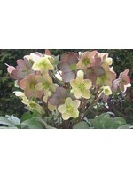 Helleborous Candy Love- Lenton Rose