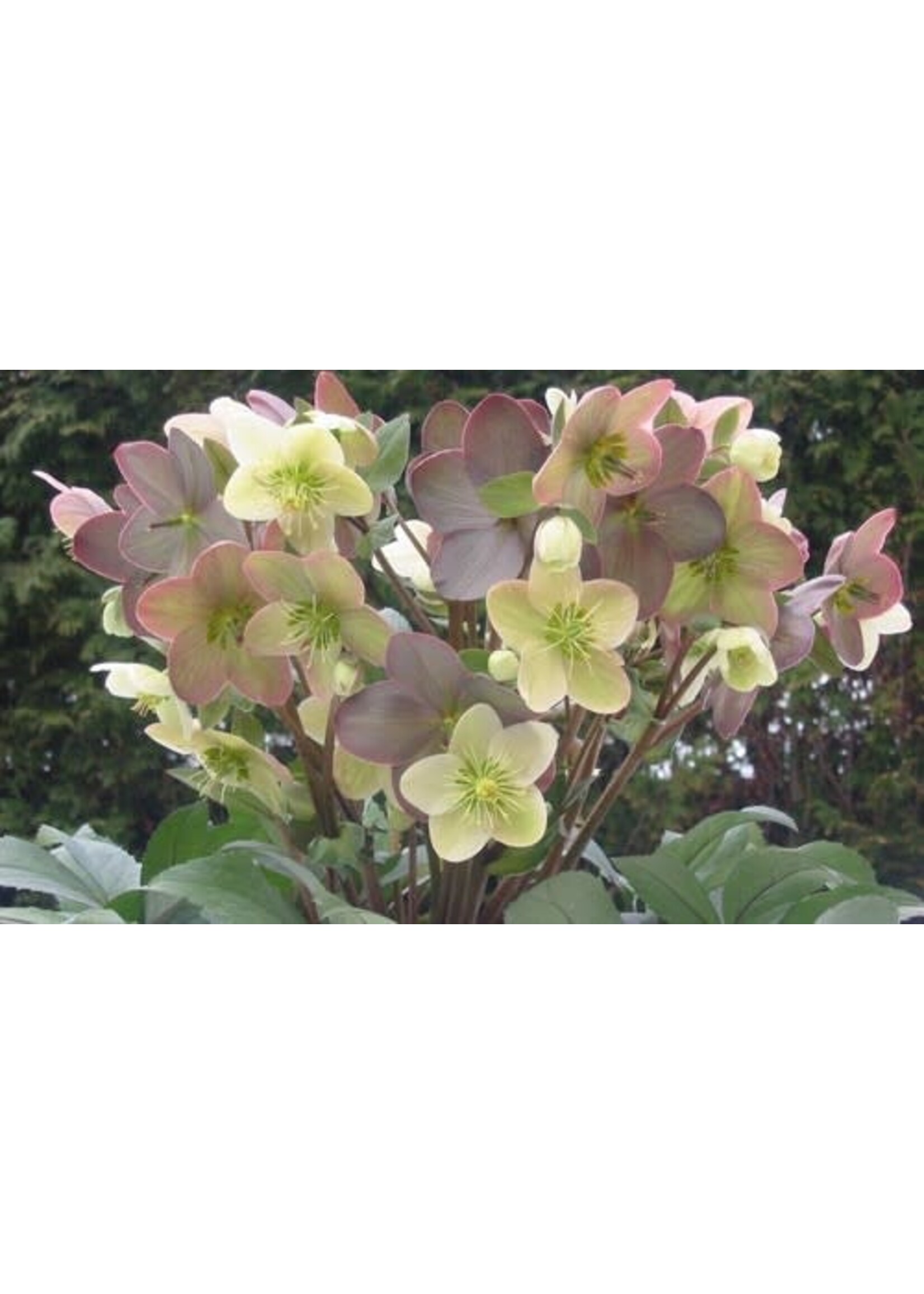 Helleborous Candy Love- Lenton Rose