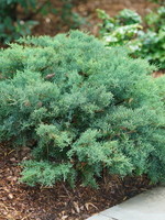 Juniperus chin. Montana Moss- Blue Juniper ,  #3