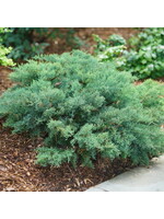 Juniperus chin. Montana Moss- Blue Juniper ,  #3