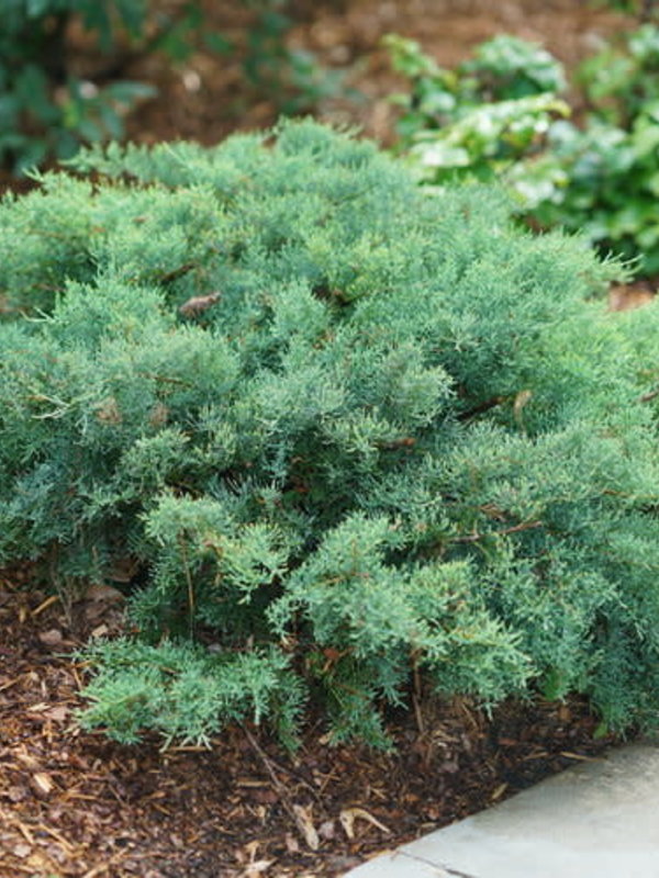 Juniperus hor. Youngstown, Juniper Andorra, 3 Behmerwald Nursery